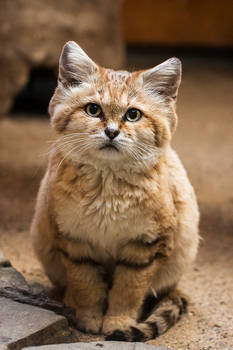 Sand Cat