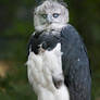 Harpy Eagle