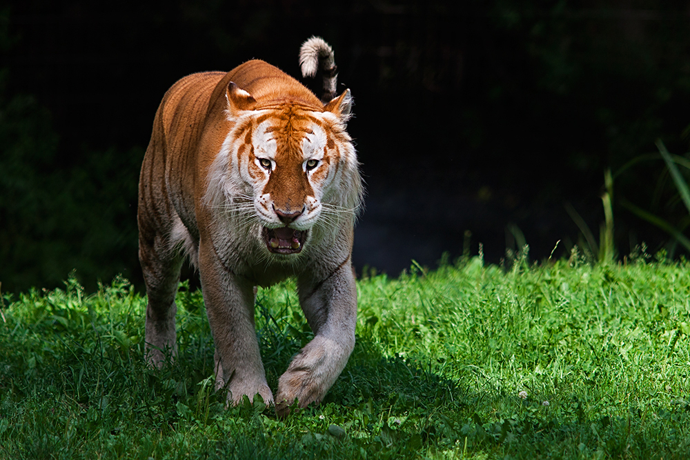 Golden Tabby Tiger