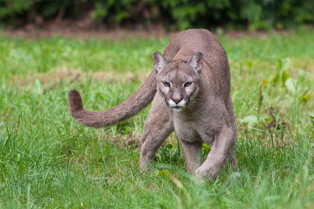 Cougar, the first time