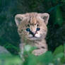 Cute Serval Kitten