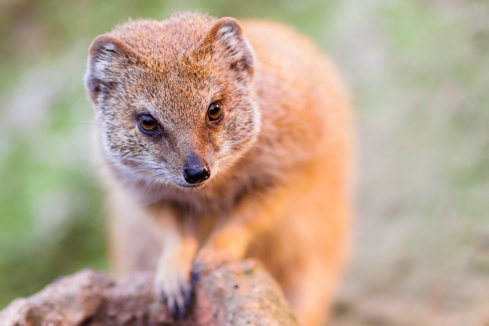 Red Meerkat