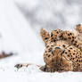  Do Cheetahs like snow?