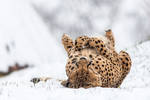Do Cheetahs like snow? by darkSoul4Life