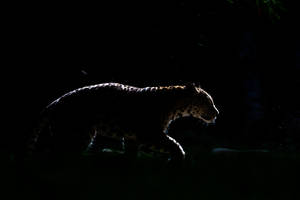 Backlit Leopard