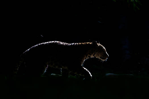 Backlit Leopard