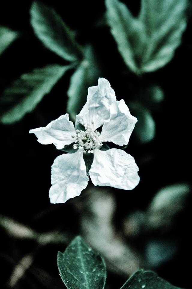 White Flower