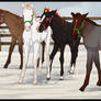 Mai little nordy christmas foals