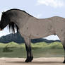 Blue roan design for sale!