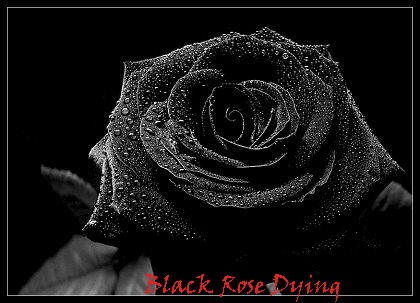Black Rose Dying Coverpage 1