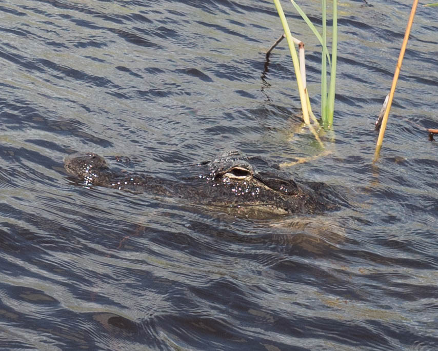 croc closeup