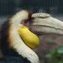 Wreathed Hornbill