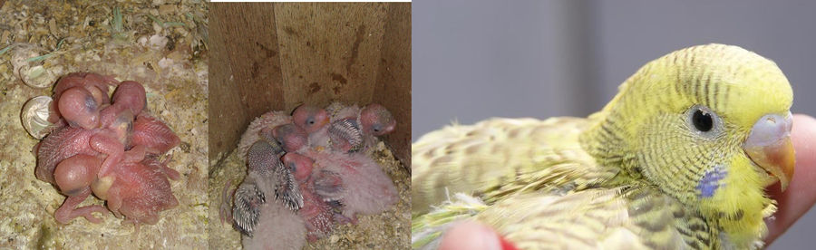 From baby to bush Budgie