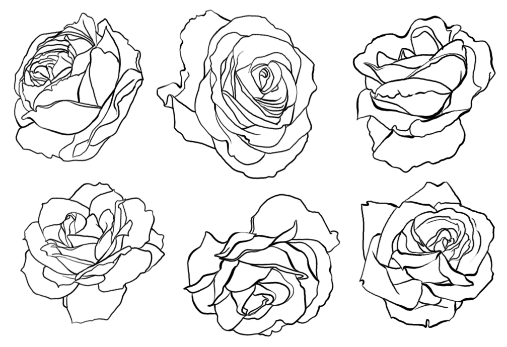 Some Open Roses