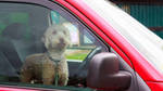 Dogs-in-Hot-Cars-16x9 by frostcore79