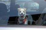 Dogs-in-hot-cars by frostcore79
