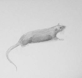 Rat 2