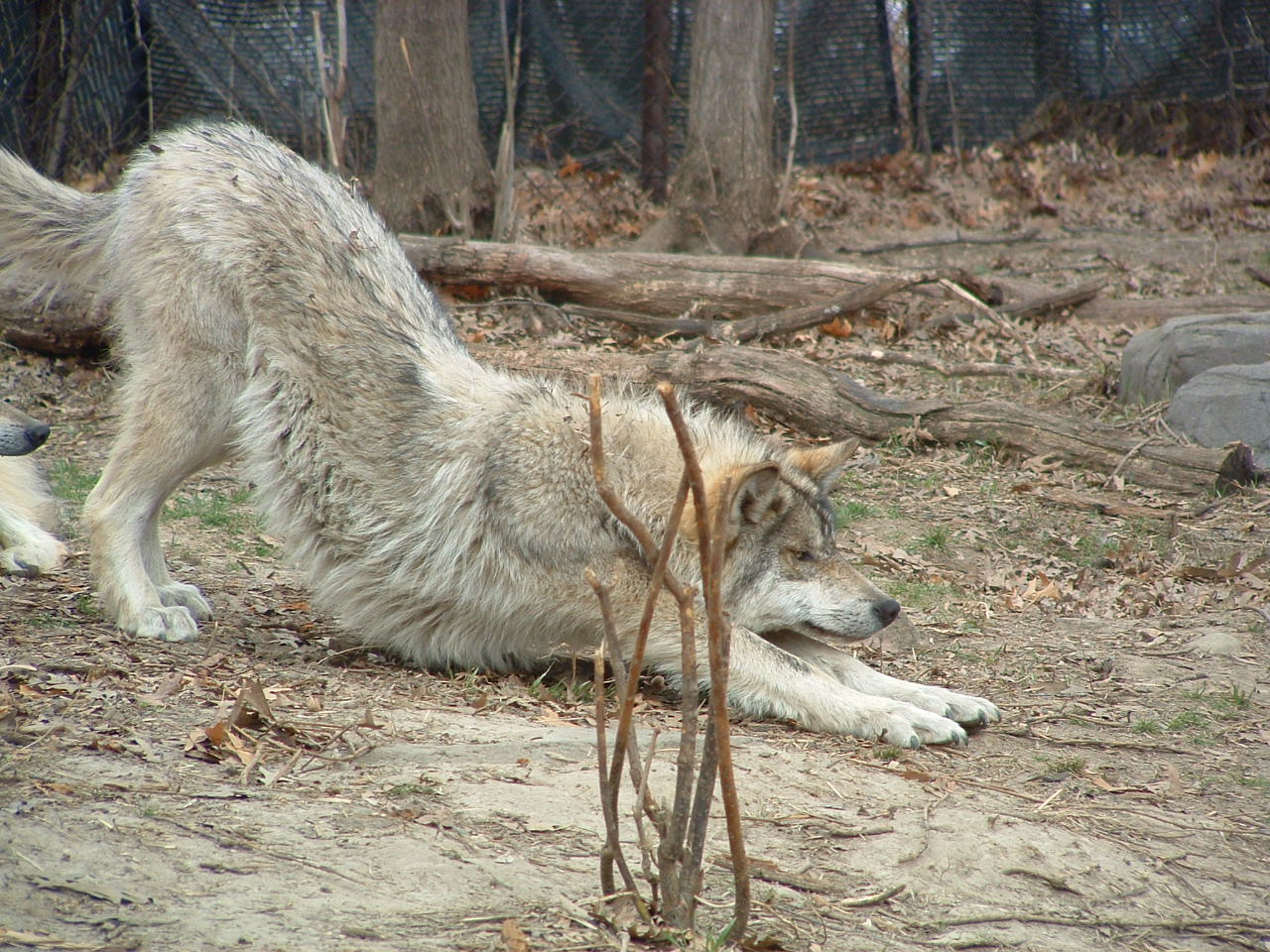 kittystock2 - wolf stretch