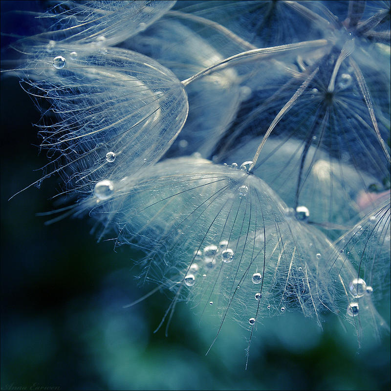 Daydreaming by anna-earwen