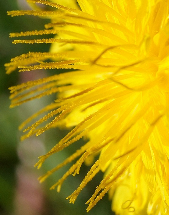 Dandelion