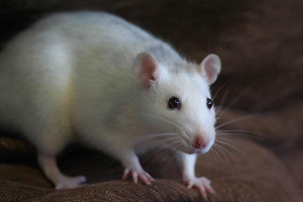 My rats) by Fussy-Fox on DeviantArt