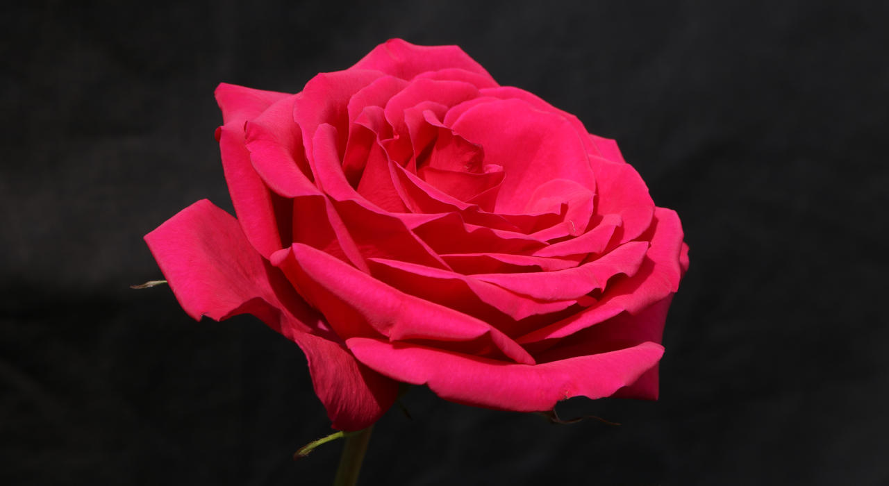 Single Rose 2 by VanuKaos on DeviantArt