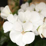 Delicate White Flower