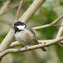 Juvenile Crested Tit 6