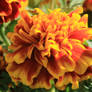 Marigolds in Bloom 2