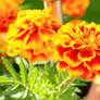 Marigolds In The Sun 2