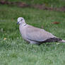 Gray Dove