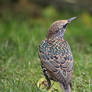 Sticky Beak Starling