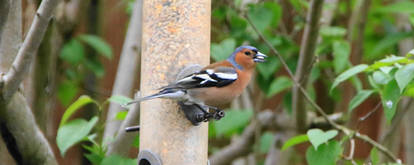 Chaffinch