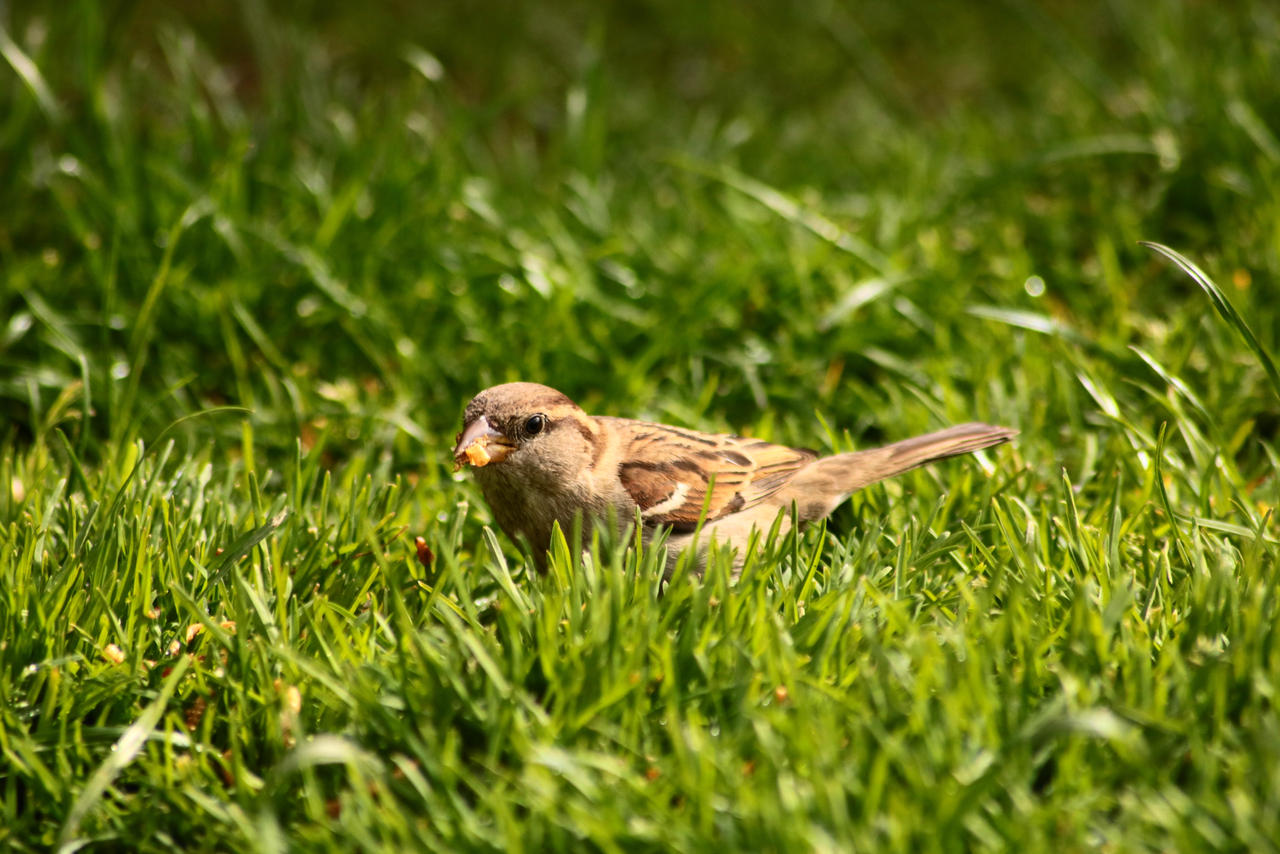 Quick Bite by VanuKaos on DeviantArt