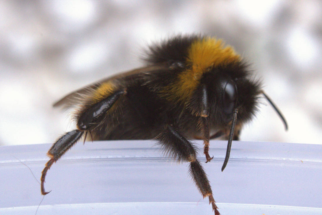 Furry Bee 3 by VanuKaos on DeviantArt