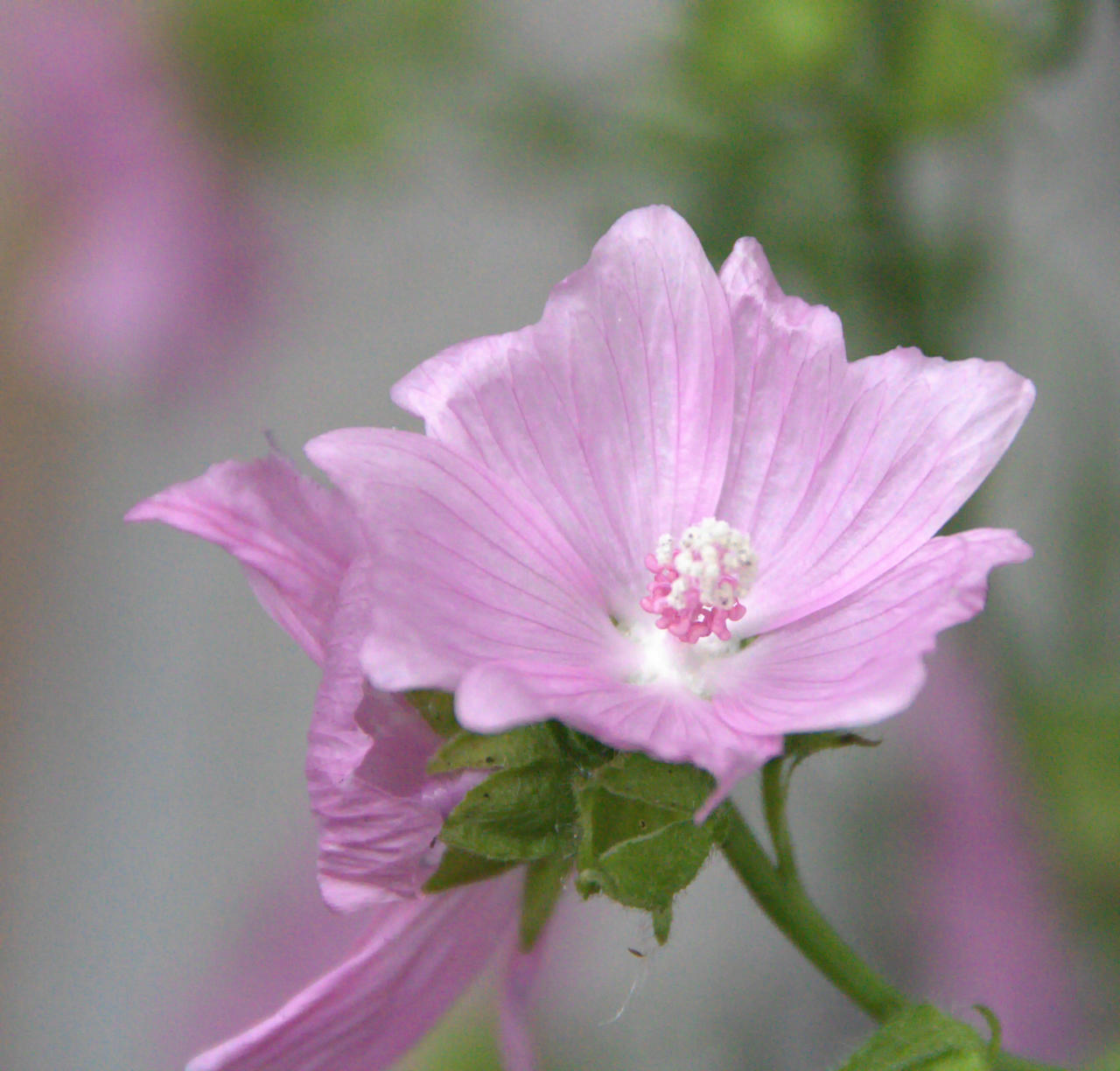 Pink 4 Deviantart Wild Pink 4 by VanuKaos on DeviantArt