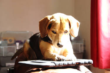 Hamish And The Tablet