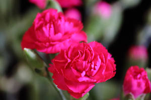 Carnation 2
