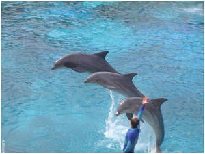 Dauphins At Asterix