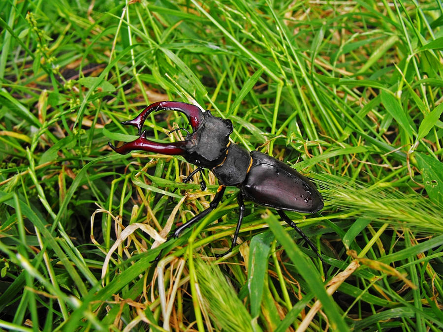 Lucanus Morgan lucanus by anothermee on DeviantArt