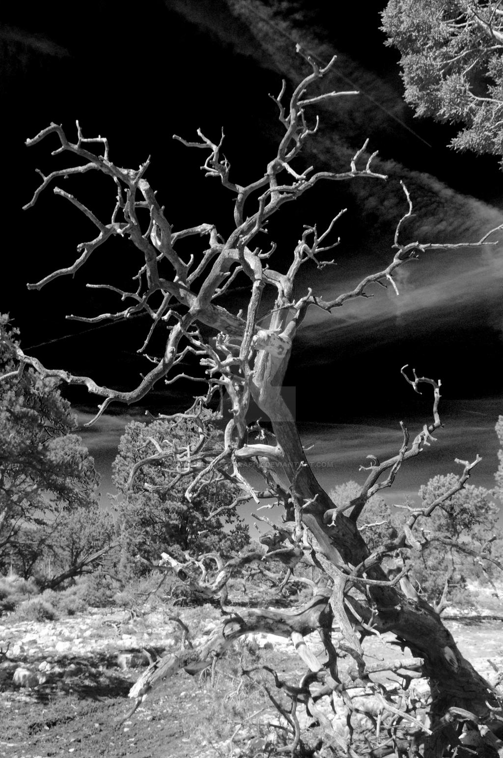 Infrared Canyon Tree