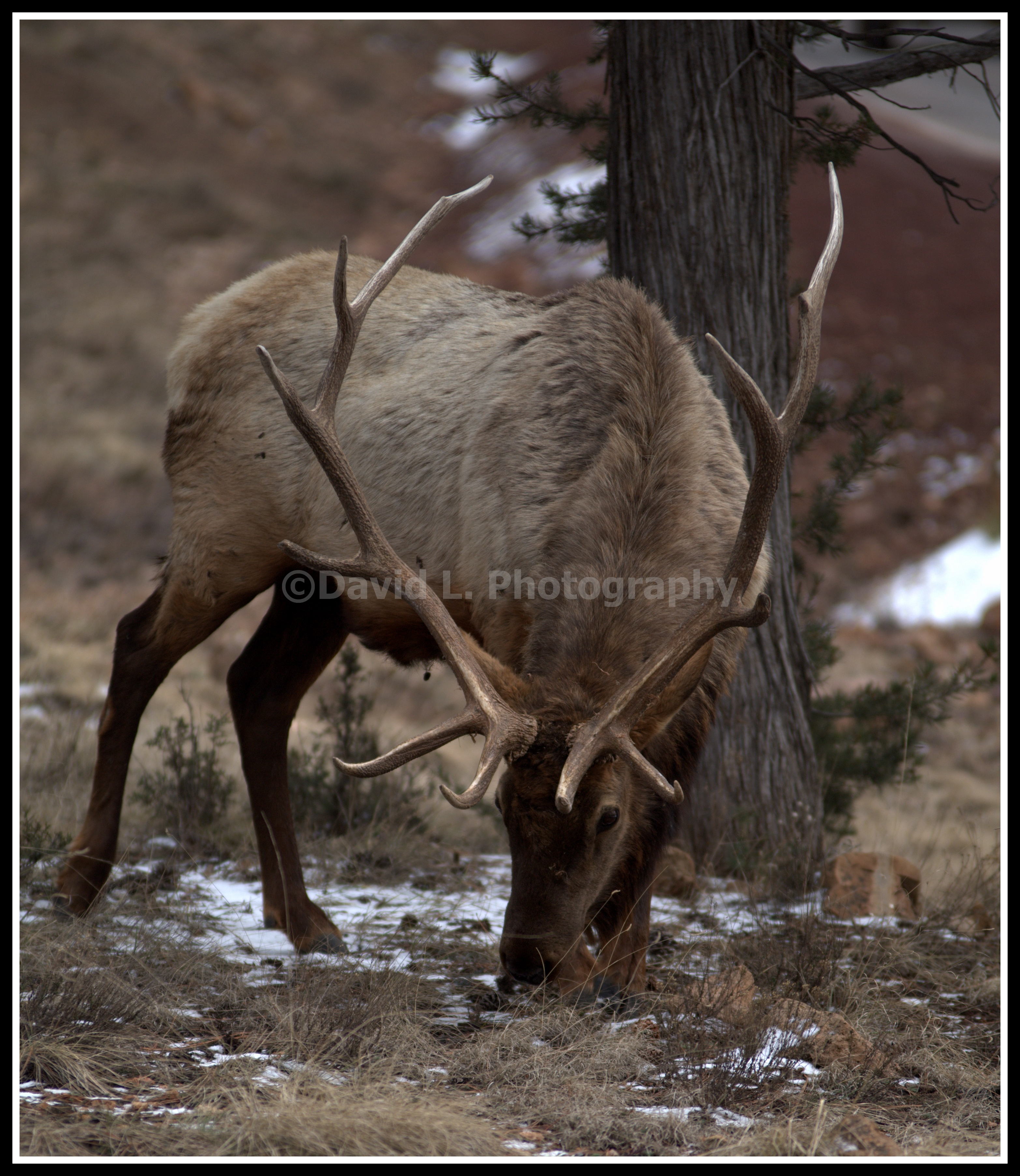 Young bull at winters end