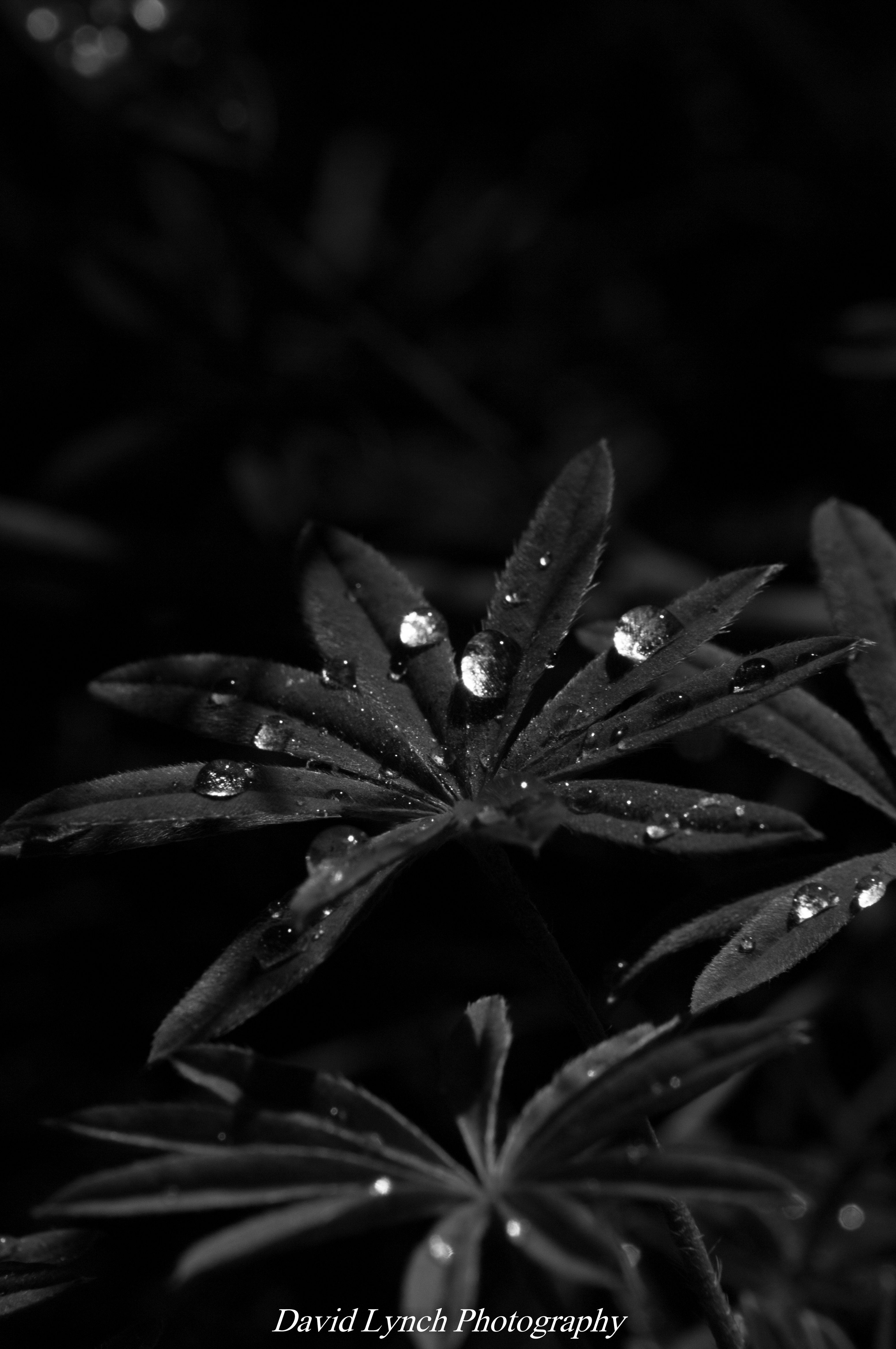 Morning Dew