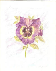 Pastel Pansy