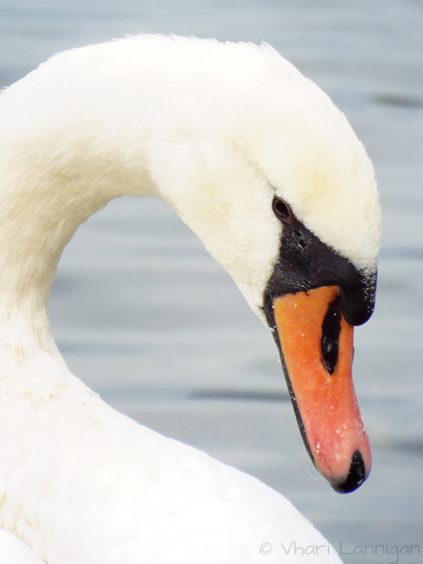 Mute Swan