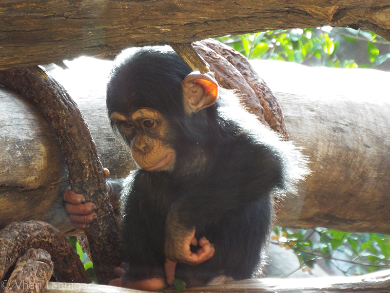 Young Chimpanzee