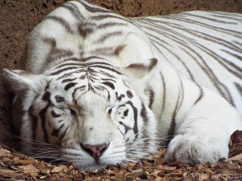 Sleepy Tiger