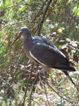 Woodpigeon by Vhazza