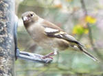 Chaffinch - Female by Vhazza