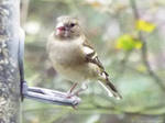 Chaffinch - Female II by Vhazza